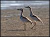 beach_stone_curlew_58867