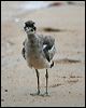 beach_stone_curlew_65010