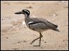 beach_stone_curlew_65030
