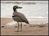 beach_stone_curlew_65047