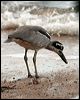 beach_stone_curlew_65056