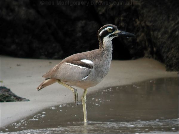 Beach Stone-curlew beach_stone_curlew_10938.jpg