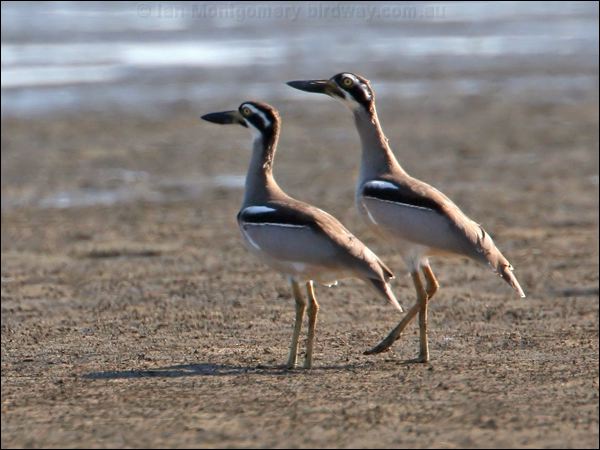 Beach Stone-curlew beach_stone_curlew_58867.jpg