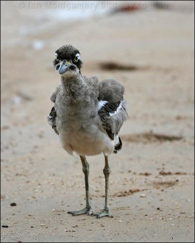 Beach Stone-curlew beach_stone_curlew_65010.jpg