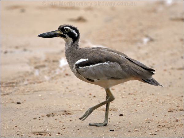 Beach Stone-curlew beach_stone_curlew_65030.jpg