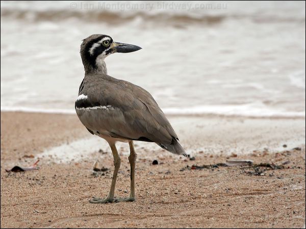 Beach Stone-curlew beach_stone_curlew_65047.jpg