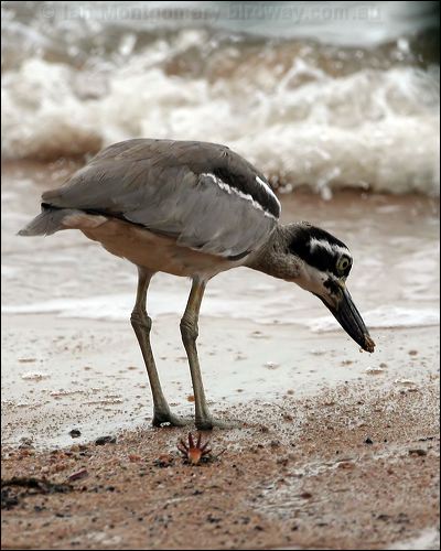 Beach Stone-curlew beach_stone_curlew_65056.jpg