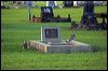 bush_stone_curlew_157340