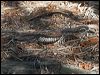 bush_stone_curlew_168531