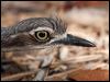 bush_stone_curlew_168532