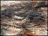 bush_stone_curlew_168534