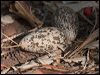 bush_stone_curlew_168536