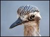 Click here to enter gallery and see photos of: Eurasian Thick-knee; Spotted Dikkop; Bush, Beach Stone-Curlew