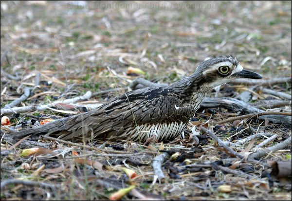 Bush Stone-curlew bush_stone_curlew_03369.jpg