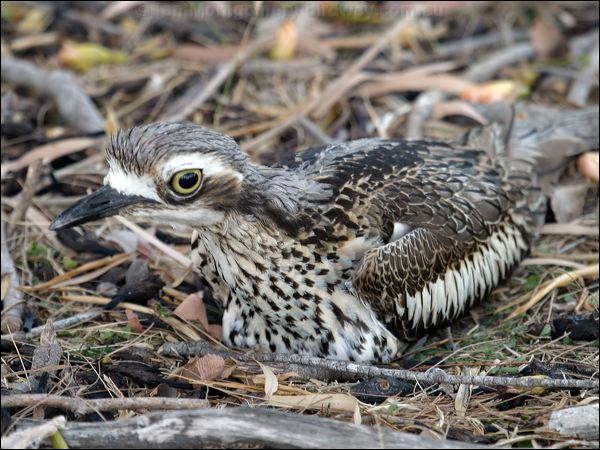 Bush Stone-curlew bush_stone_curlew_03388.jpg