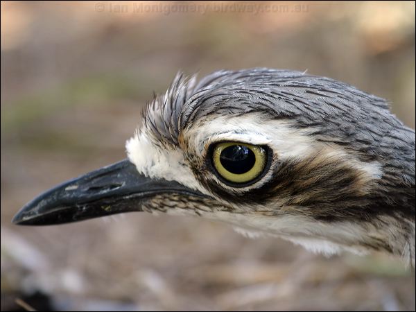 Bush Stone-curlew bush_stone_curlew_03502.jpg