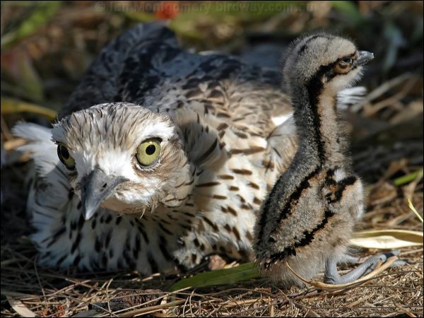 Bush Stone-curlew bush_stone_curlew_03533.jpg