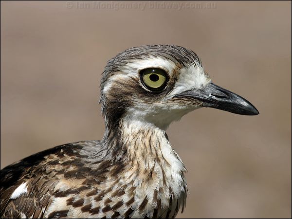 Bush Stone-curlew bush_stone_curlew_03791.jpg
