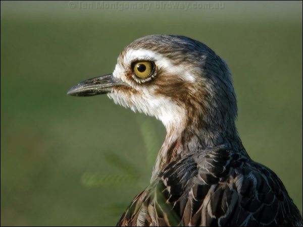 Bush Stone-curlew bush_stone_curlew_09931.jpg