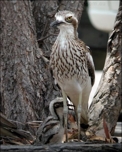 Bush Stone-curlew bush_stone_curlew_14351.jpg