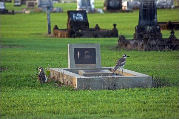 Bush Stone-curlew bush_stone_curlew_157340.psd