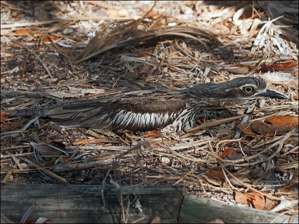 Bush Stone-curlew bush_stone_curlew_168531.psd