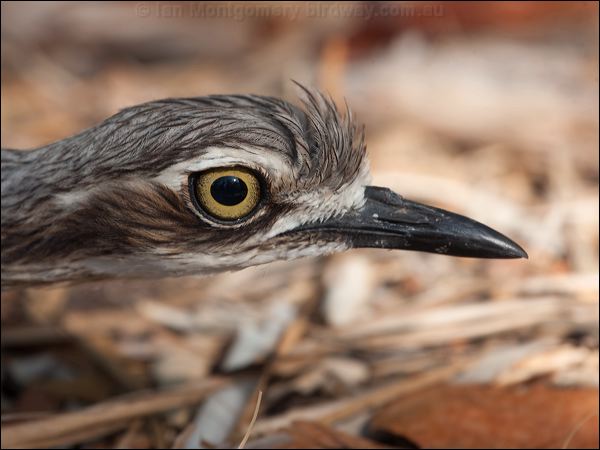 Bush Stone-curlew bush_stone_curlew_168532.psd