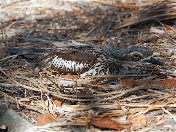 Bush Stone-curlew bush_stone_curlew_168534.psd