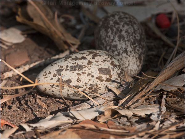Bush Stone-curlew bush_stone_curlew_168536.psd