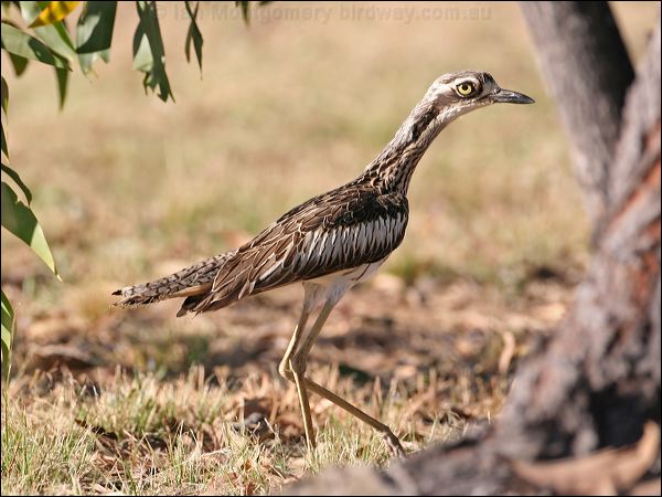 Bush Stone-curlew bush_stone_curlew_37863.jpg
