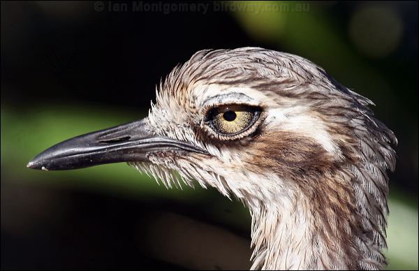 Bush Stone-curlew bush_stone_curlew_57467.jpg
