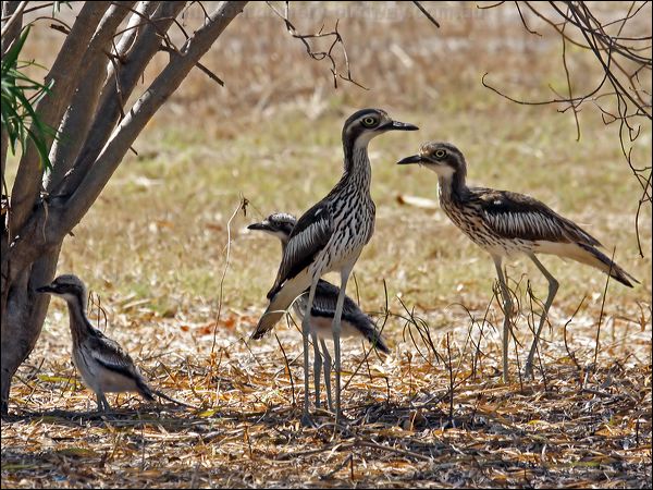 Bush Stone-curlew bush_stone_curlew_81315.psd