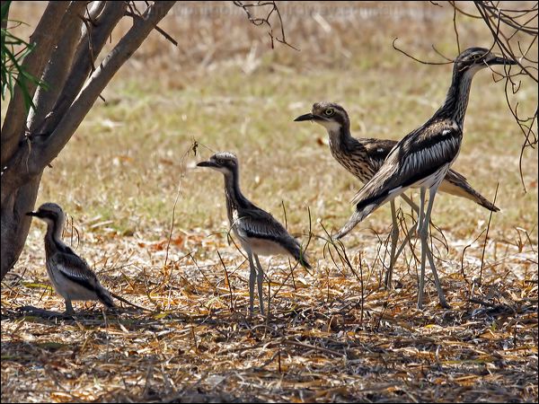 Bush Stone-curlew bush_stone_curlew_81320.psd