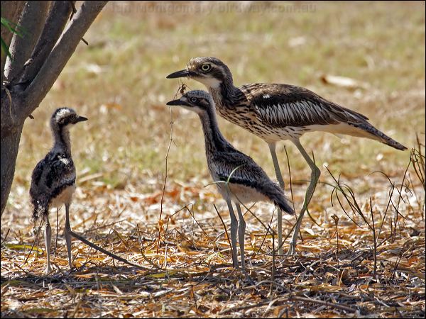 Bush Stone-curlew bush_stone_curlew_81329.psd
