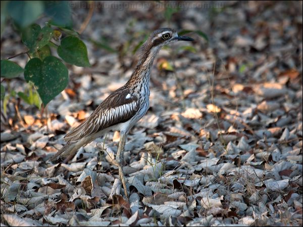 Bush Stone-curlew bush_stone_curlew_91225.psd