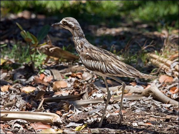 Bush Stone-curlew bush_stone_curlew_94414.psd