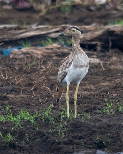 Double-striped Thick-knee doubstripethickknee_112721.psd
