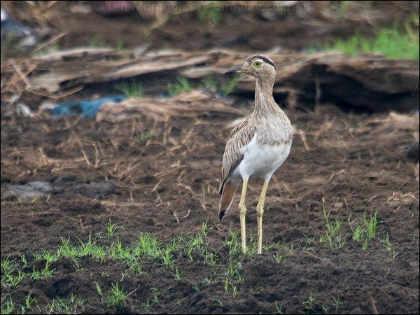 Double-striped Thick-knee doubstripethickknee_112722.psd
