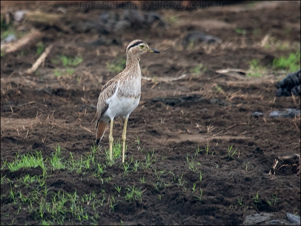 Double-striped Thick-knee doubstripethickknee_112736.psd