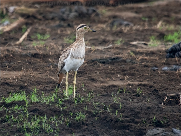 Double-striped Thick-knee doubstripethickknee_112736.psd
