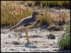eurasian_thick_knee_53911