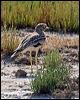 eurasian_thick_knee_53912