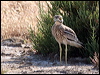 eurasian_thick_knee_53933
