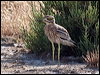 eurasian_thick_knee_53939