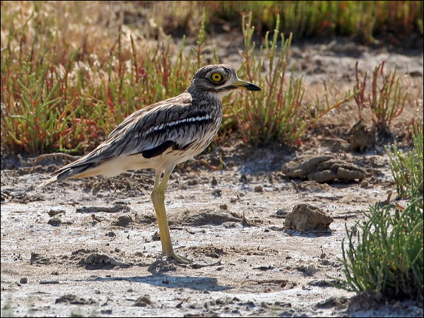 Eurasian Stone-curlew eurasian_thick_knee_53911.jpg