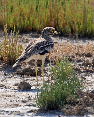 Eurasian Stone-curlew eurasian_thick_knee_53912.jpg
