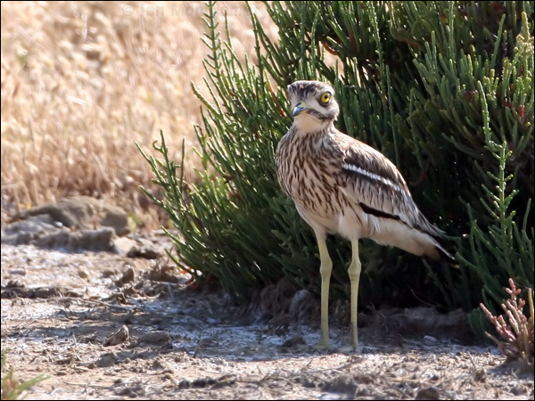 Eurasian Stone-curlew eurasian_thick_knee_53933.jpg