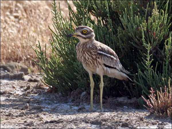 Eurasian Stone-curlew eurasian_thick_knee_53939.jpg