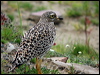 spotted_dikkop_04792