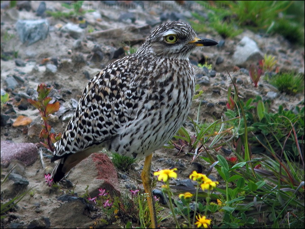Spotted Thick-knee spotted_dikkop_04790.jpg